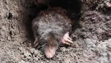 Krták vykračuje z díry v zemi s viditelnými tlapkami.