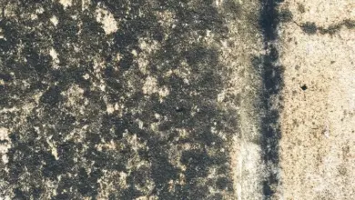 Černá plíseň na betonu vedle čistého povrchu.
