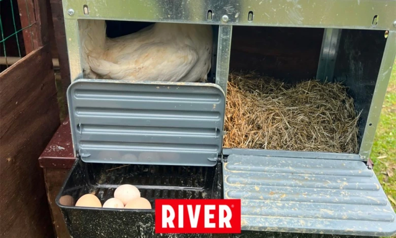 Kurník s hnízdem pro kuřata: sláma vpravo, vejce dole a slepice vlevo