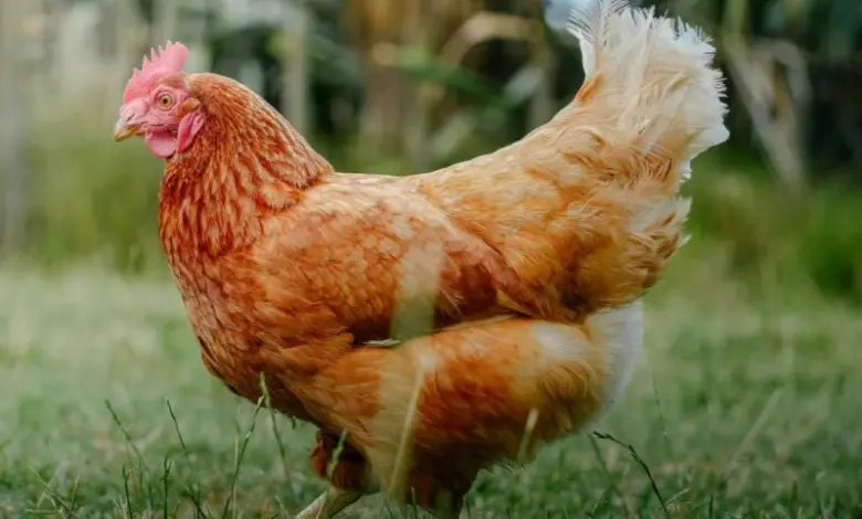 Hnědá slepice stojí na trávníku v zahradě.